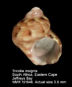 Tricolia insignis